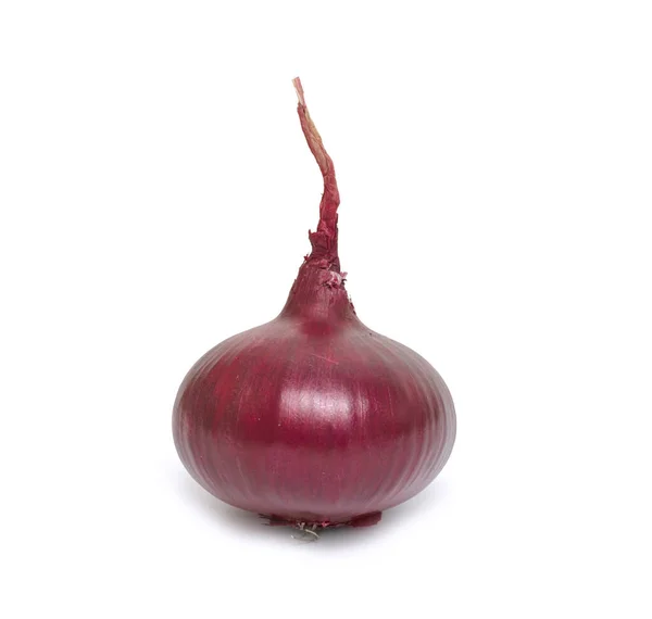 Onion Head Isolated White Background — Stock Photo, Image