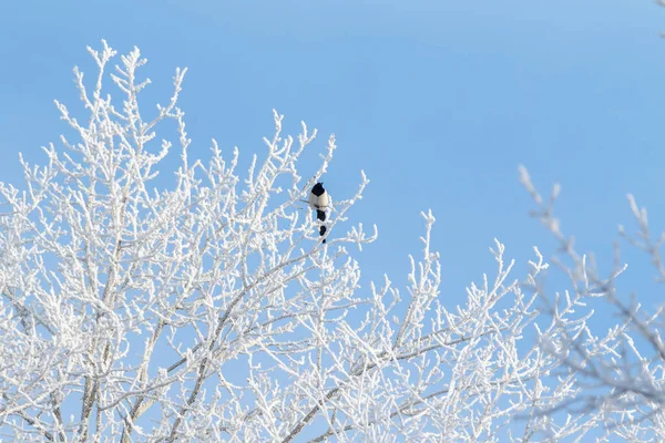 Bosque Invierno Ramas Árboles Congelados Heladas Las Ramas — Foto de Stock