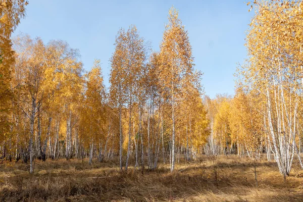 Parque Outono Amarelo Floresta Natureza — Fotografia de Stock