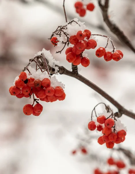 Rowan Rouge Baies Sur Fond Blanc Hiver — Photo