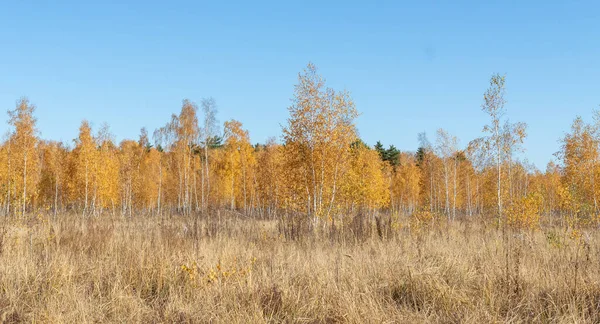 Gul Höst Park Skog Natur — Stockfoto