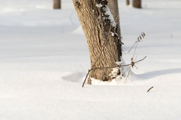 Törzs Hóban Télen Erdő — Stock Fotó