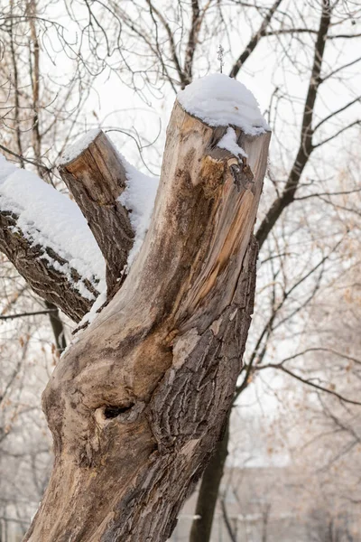 Tronco Árvore Neve Inverno Floresta — Fotografia de Stock