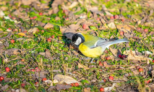 Grande Pássaro Tit Senta Chão Busca Comida — Fotografia de Stock