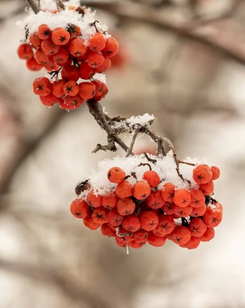 Rowan Rouge Baies Sur Fond Blanc Hiver — Photo