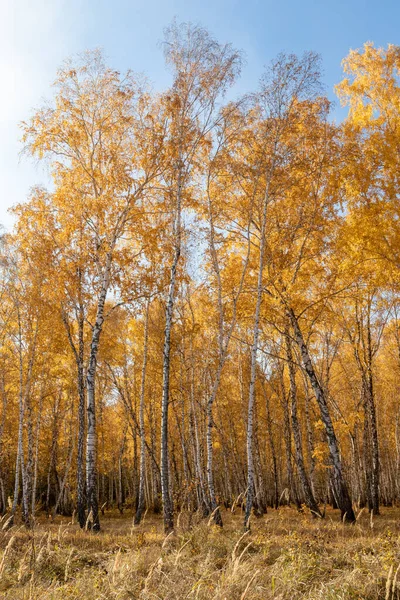 Sárga Őszi Park Erdő Természet — Stock Fotó