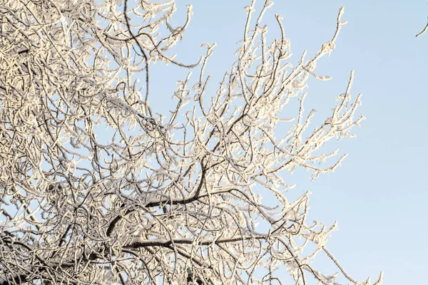 Frozen trees against the sky. Winter forest landscape on a frosty day, tree branches covered with hoarfrost with white snow. Peaks and crowns of trees covered with snow against a blue sky.