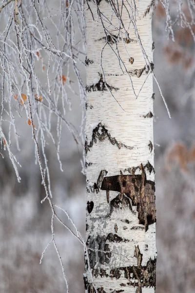 Fehér Nyírfa Törzs Télen Homályos Háttér — Stock Fotó