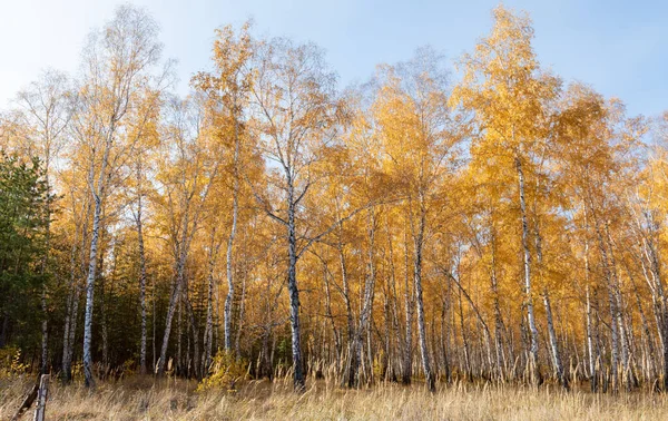 Parque Outono Amarelo Floresta Natureza — Fotografia de Stock