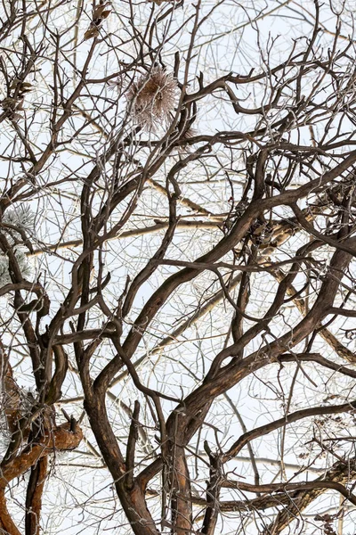 Zimowy Las Mrożone Gałęzie Drzew Mróz Gałęziach — Zdjęcie stockowe