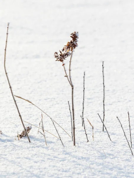 雪の下で冬の乾いた草 — ストック写真