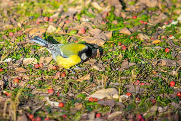 Grande Pássaro Tit Senta Chão Busca Comida — Fotografia de Stock