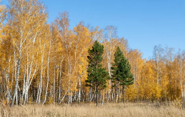 Žlutý Podzimní Park Les Příroda — Stock fotografie