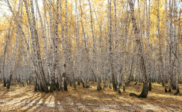 黄色の秋の公園の森 — ストック写真