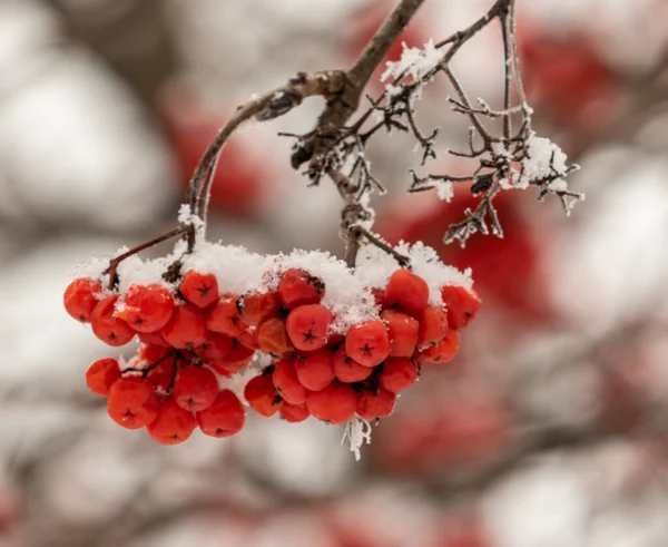 Red Rowan Berries White Background Winter Stock Photo