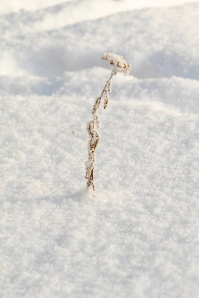 Dry Grass Winter Snow Royalty Free Stock Images