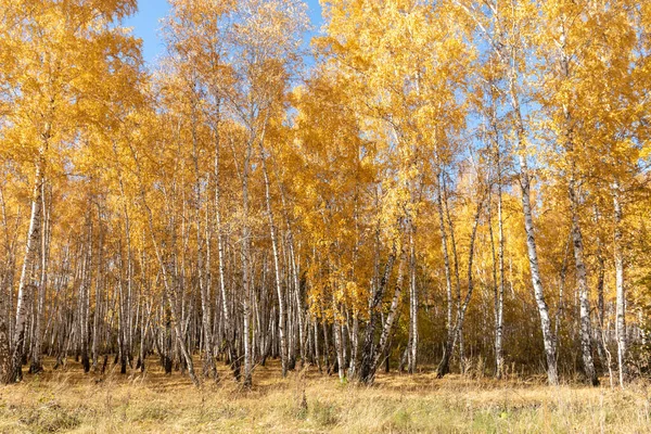 Sarı Sonbahar Parkı Ormanı Doğa Stok Resim