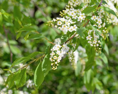 Kuş vişneli, beyaz çiçekler yeşil yapraklı çalılıklarda bahar doğasında