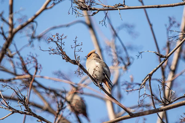 Bombycilla Ptak Zimowe Śnieżne Drzewa Naturalny Krajobraz — Zdjęcie stockowe