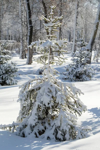 Pinos Nieve Invierno Primer Plano Paisaje Invernal — Foto de Stock