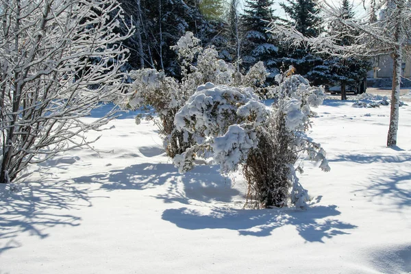 Зимний Пейзаж Парке Ясный Солнечный День Ветви Деревьев Снегу — стоковое фото