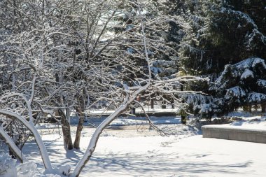 Parktaki kış manzarası güneşli bir günde, kardaki ağaç dalları.