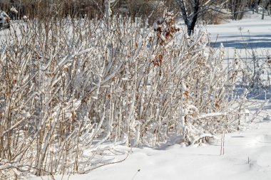 Parktaki kış manzarası güneşli bir günde, kardaki ağaç dalları.
