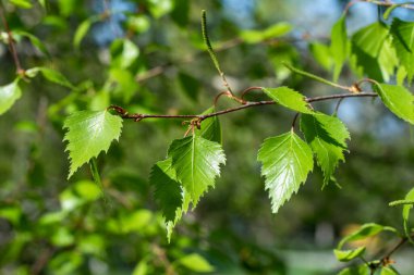 Genç yeşil huş yaprağı, bahar doğası..