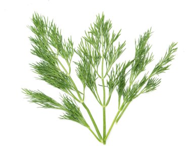 Dereotunun yeşil dalları beyaz arka planda izole edilmiştir..