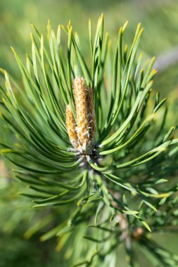 Genç filizler yeşil iğneler, ladin iğneleri yakın plan.