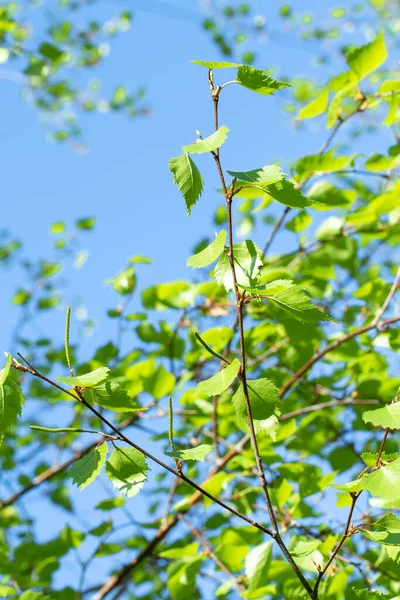 Giovani Foglie Betulla Verde Natura Primaverile — Foto Stock