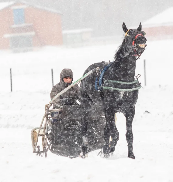 Petropavlovsk Kazakhstan February 2020 Kazakhstan Horse Harnessed Sled Hippodrome Winter — Stock Photo, Image