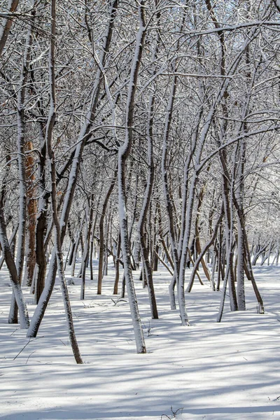 冬景中公园里阳光明媚 树枝在雪地里摇曳 — 图库照片