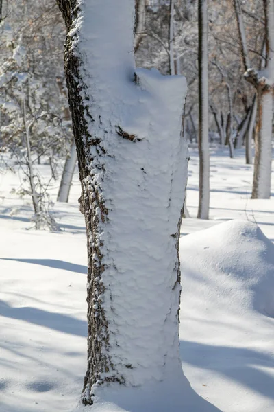 Zimní Krajina Parku Jasného Slunečného Dne Větve Stromů Sněhu — Stock fotografie