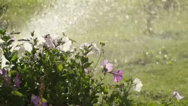 灌漑システム緑の草に水をやり 背景をぼかした — ストック動画