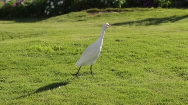 Pájaro Grúa Blanca Caminando Sobre Césped Verde Jardín — Vídeos de Stock