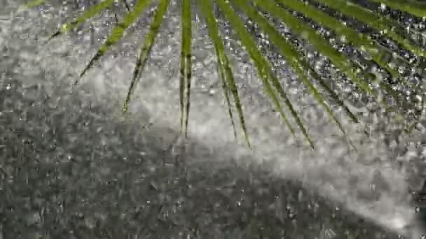 灌漑システム緑の草に水をやり 背景をぼかした — ストック動画