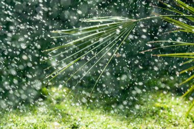 Sulama Sistemi Yeşil çimenleri suluyor, bulanık arkaplan