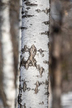 Bir huş ağacının kabuğu. Yakın plan..
