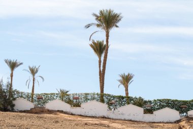 Çölde, gökyüzüne karşı deniz kenarında palmiye ağaçları..