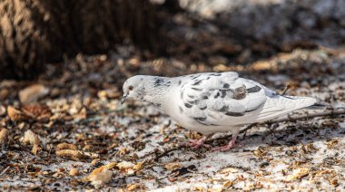 Yerdeki beyaz güvercin baharda yiyecek arıyor..