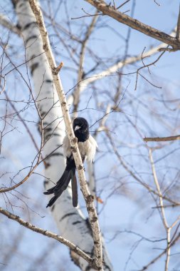 Parktaki saksağan kuşu ilkbahar manzarasında.