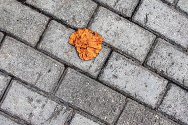 Kaldırım taşlarından ve sarıdan. Asfalt levhalarda sonbahar sarısı yaprakları. Pankart, arkaplan için stok yatay fotoğraf.