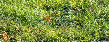 Merkezi odaklı yeşil çimen, arkaplan.
