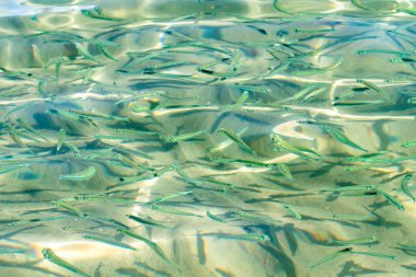 Küçük balık şeffaf deniz suyu, deniz balığı arka planı.
