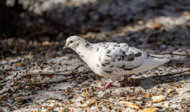 Yerdeki beyaz güvercin baharda yiyecek arıyor..