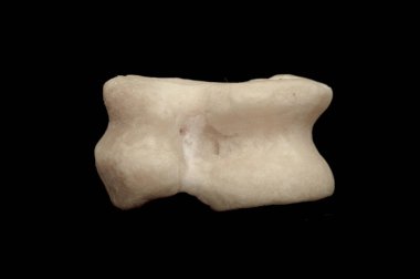 Asyk kemikleri siyah arka planda izole edilir. Oyunun zarı.