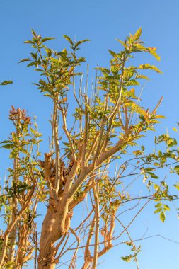 Mavi gökyüzüne karşı yeşil yaprakları olan bir kaynak ağacı.