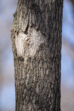 Ağaç gövdesi kabuğu yakın plan, doğa.