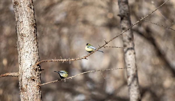 Gelber Vogel Auf Einem Baum Der Winterlandschaft — Stockfoto